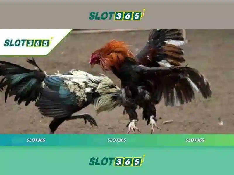 nhận thưởng Slot365 – hành trình trải nghiệm và giá trị