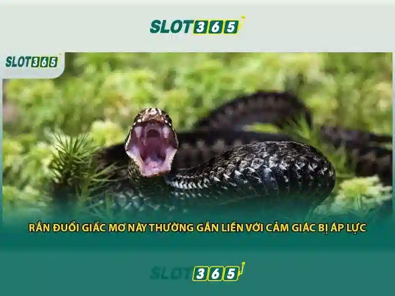 slot365 - Tổng quan về nền tảng xèng trực tuyến