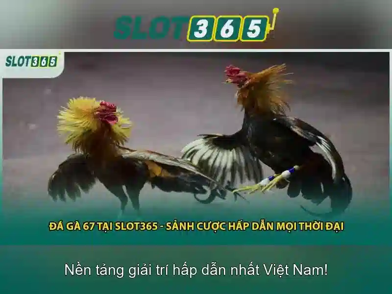 Slot365 apk - Trải nghiệm và đánh giá Slot365 apk